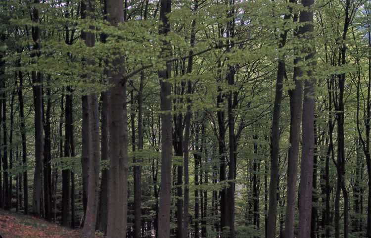 forest